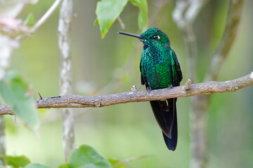 Green-crowned Brilliant (Heliodoxa jacula) in Poas Volcano National Park, Costa Rica