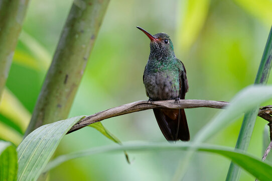 Bronze-tailed plumeleteer (Chalybura urochrysia)  at Poas Volcano National Park, Costa Rica
