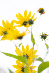 Obraz premium Macro of yellow flower 