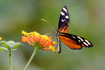 Butterfly at Poas Volcano National Park, Costa Rica