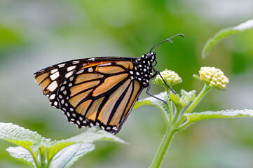 Monarch (Danaus flexippus)  at Poas volcano National Park , Costa Rica