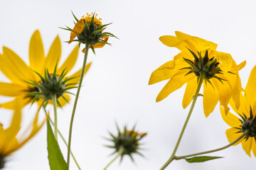 Macro of yellow flower 