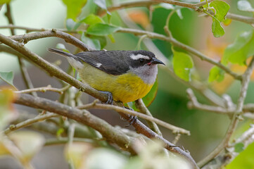 Bananaquit (Coereba flaveola) at Poas Volcano National Park, Costa Rica