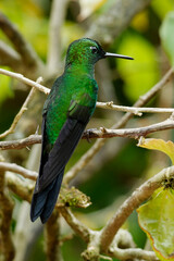 Green-crowned Brilliant (Heliodoxa jacula) in Poas Volcano National Park, Costa Rica