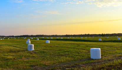 Hay in rolls in white packages on field is stored in open on sunset background. Harvesting dry grass for agriculture. Ecological fuel in straw briquettes. Biofuel production from agricultural residues