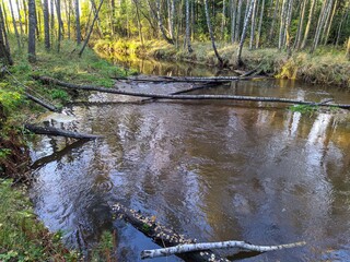 river flow in the wild forest in the autumn season and the reflection of trees in the water