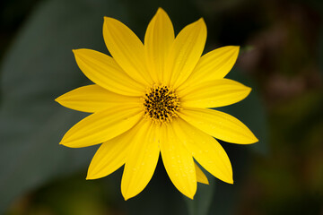 Macro of yellow flower