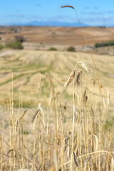 Close-up detail of ears of wheat with unfocused background