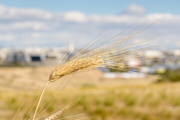 Detail ear of wheat over unfocused city