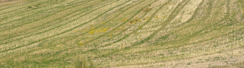 Detail of furrows in harvested field grass