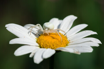 Fototapeta premium The flower (crab) spider (lat. Misumena vitia), of the family Thomisidae.