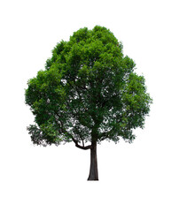 isolated tree green is located on a white background. Collection of isolated tree on white background Tropical tree