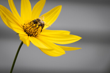 Macro of yellow flower with bee