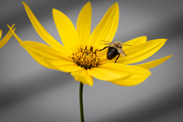 Obraz premium Macro of yellow flower with bee