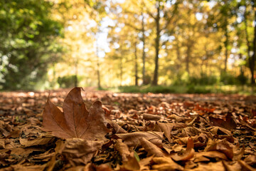 Fallen leaves on a street in autumn