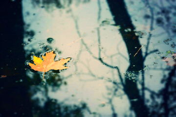 Yellow Autumn Leaf in a Lake on a Rainy Day