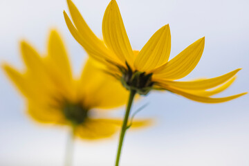 Obraz premium Macro of yellow flower 