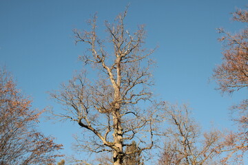 Horizont, Himmel , Baum, Wilde Natur, See, Stuttgart, Deutschland, Germany, Bärensee, Tourismus ,...