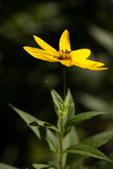 Macro of yellow flower 