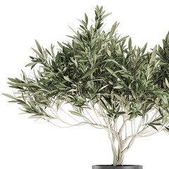 Olive tree in a white pot isolated on  background 