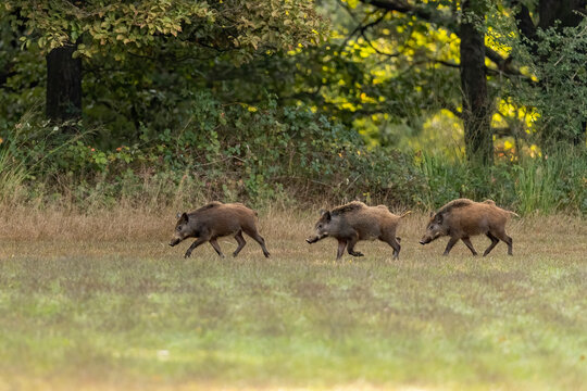 Giovani cinghiali all'alba in radura