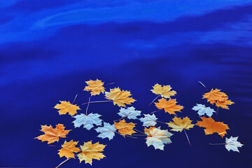 Fallen autumn yellow maple leaves on the surface of blue water. Space for your text