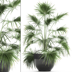 Fan palm in a pot isolated on white background