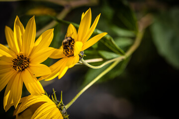 Macro of yellow flower with bee
