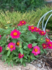 pink flowers in a garden