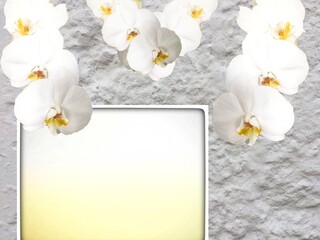 white orchid flowers on structured background texture with blanc place in a frame