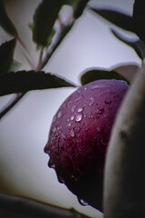 empire apple with water droplets 