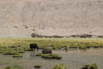 wildebeest in serengeti national park city