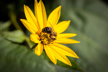 Macro of yellow flower with bee