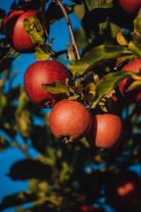 royal gala apples growing on an apple tree