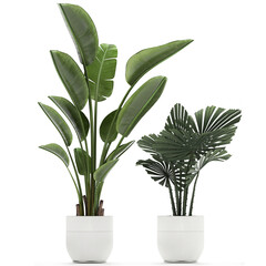 tropical plants Strelitzia in a pot on a white background