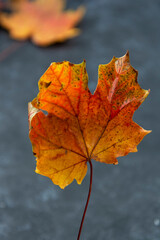 Fall leaf isolated over dark background. Abstract autumn.