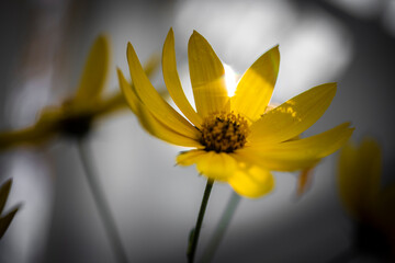 Macro of yellow flower