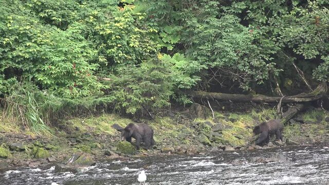 Animals. Brown bear in waterfall trying to catch salmon, Alaska.