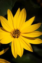 Obraz premium Macro of yellow flower