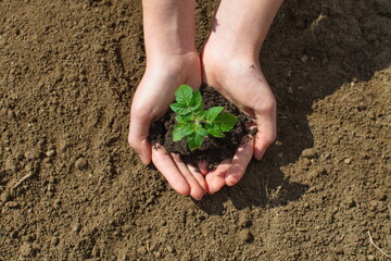 Tomato seedling in young female farmer hands.Growing Tomato Seedlings in a Greenhouse