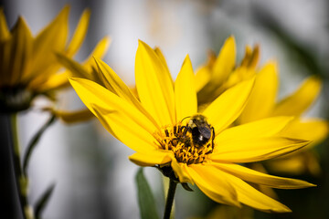 Macro of yellow flower with bee
