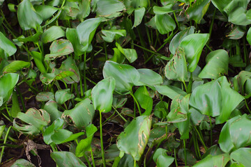 Water hyacinth Kalimantan, Indonesia (Eichhornia crassipes)