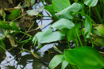 Water hyacinth Kalimantan, Indonesia (Eichhornia crassipes)