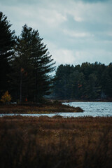 trees growing around a body of water