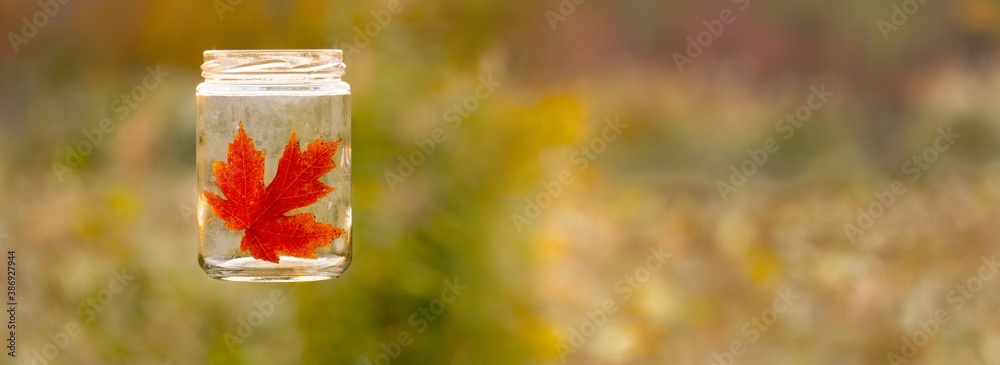 Canvas Prints maple leaf in a bottle. panoramic view of maple leaf in a bottle on colorful background. signs of au