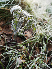Frost on green grass a field, Abstract winter background. Cold season concept. Selective focus.