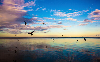 Fototapeta na wymiar Seagulls flying over the lagoon