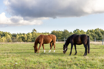 Fototapeta na wymiar two horses graze on a green field on a farm