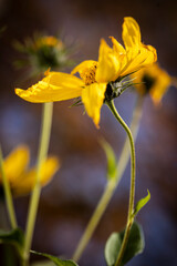  Macro of yellow flower