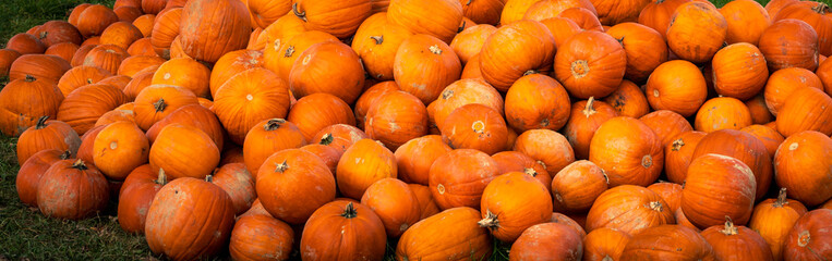 autumn decoration with beautiful and colorful pumpkins for background and wallpapers 